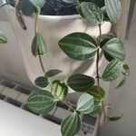 Peperomia quadrangularis Hoja