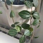 Peperomia quadrangularis Leht