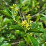 Zanthoxylum asiaticum फूल
