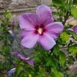 Hibiscus syriacusFlor