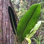 Elaphoglossum macropodium Leaf