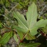 Acer hyrcanum Lehti