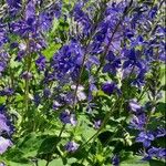 Veronica austriaca عادت داشتن