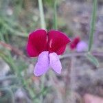 Lathyrus clymenum Květ