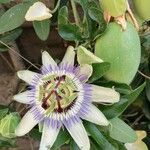 Passiflora caerulea പുഷ്പം