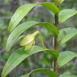 Dendrobium steatoglossum Floro