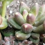 Pachyphytum compactum Liść