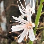Asphodelus albus Kwiat