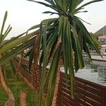 Yucca aloifolia Φύλλο