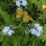 Myosotis alpestris花