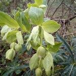 Helleborus foetidus Цвят