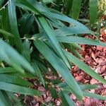 Phyllostachys viridis 葉