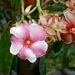 Cerbera manghas Blüte