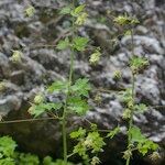 Thalictrum macrocarpum Alkat (teljes növény)