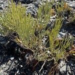 Limonium insigne Hoja