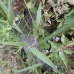 Polypogon viridis 葉