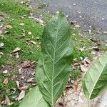 Citharexylum donnell-smithii Leaf