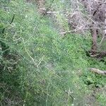 Asparagus plocamoides Mosusu