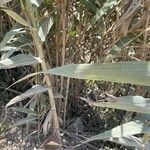 Arundo donax Leaf