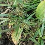 Cyperus fuscus Λουλούδι