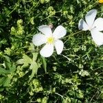 Ranunculus platanifolius Fula