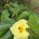 Gossypium barbadense Flower