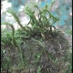 Cochlidium serrulatum 葉