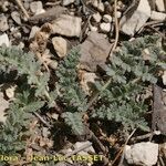 Erodium daucoides Habit