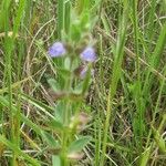 Scutellaria drummondii Yeri