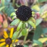 Rudbeckia fulgida Fruit