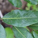 Diospyros kirkii Folio