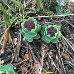 Rhodiola integrifolia Frunză