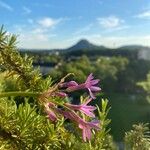 Tulbaghia violacea 花