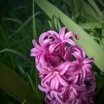 Hyacinthus orientalisLorea