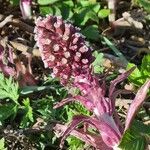Petasites hybridus Çiçek