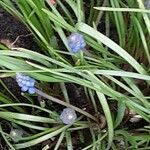 Muscari botryoides Plante entière