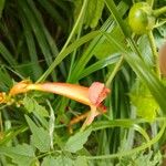 Campsis radicansफूल