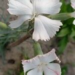 Dianthus arrostoi Blüte