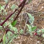 Chenopodium albumBlüte