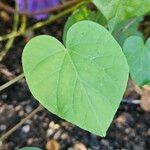 Ipomoea obscura Hoja