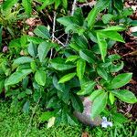 Brunfelsia uniflora Feuille