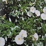 Convolvulus cneorum Hábitos