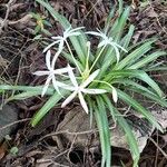 Crinum americanum ফুল