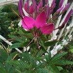 Cleome houtteanaKvět