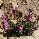 Angelonia angustifolia Агульны выгляд