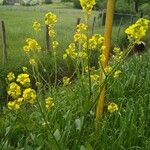 Brassica napusപുഷ്പം