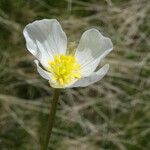 Ranunculus pyrenaeus Çiçek