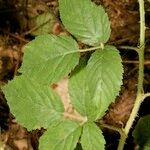 Rubus adscitus Other