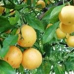 Citrus × aurantiumPlod