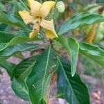 Hymenosporum flavum Flower